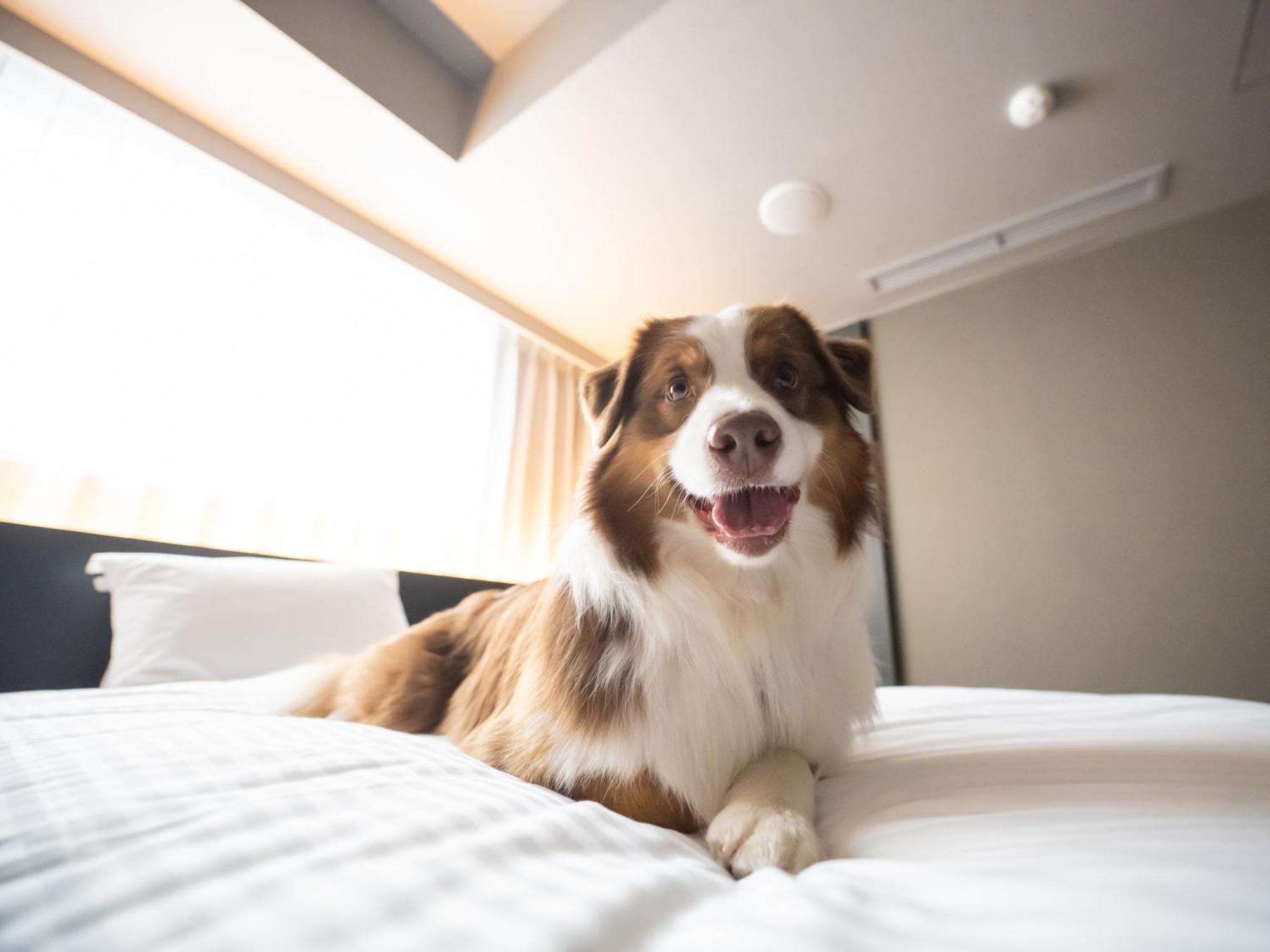 Hotel Anddoggy Kyoto Nijo Exterior photo